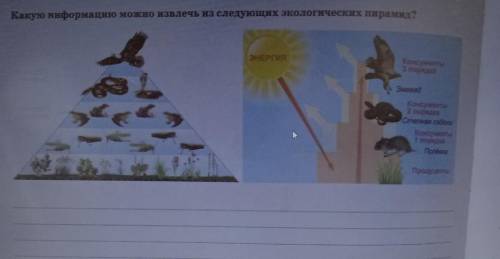 Какую информацию можно извлечь из следующих экологических пирамид?ХЛП