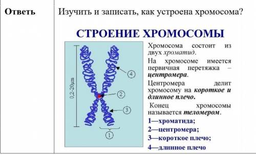 Изучить и записать, как устроена хромосома?