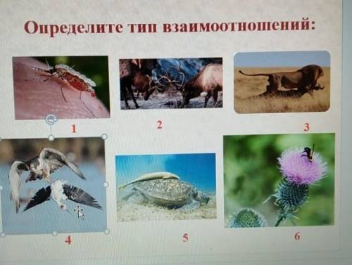 Определите тип взаимоотношений 
