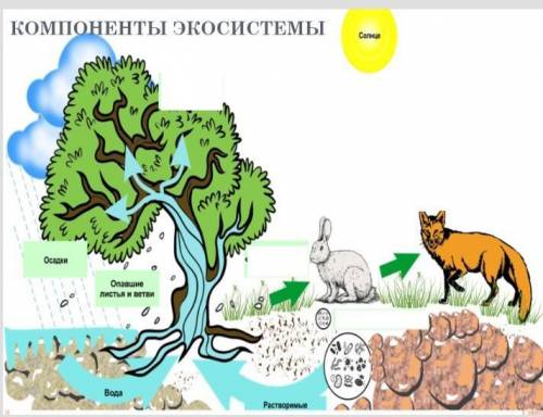 Компоненты экосистемы ᕙ( ~ . ~ )ᕗ