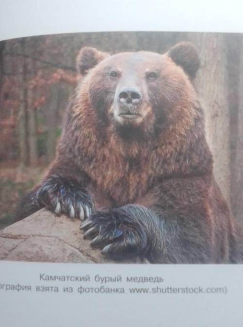 . НА ЗАВТРА! опишите камчатского бурого медведя . 