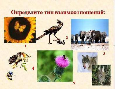 Определите тип взаимоотношений 
