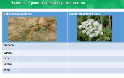 Задание. Сравните и артерии