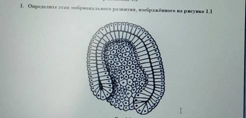 Определи этапы эмбрионального развития изображён на рисунке 1.1​