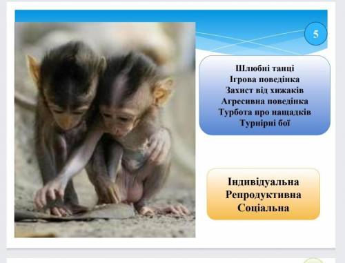Практична робота 7 Визначення форм поведінки тваринМета навчитися розпізнавати форми ​