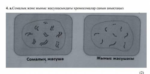 Сомалык жане жыныс жасушасындагы хромосомалар санын аныктаныз 