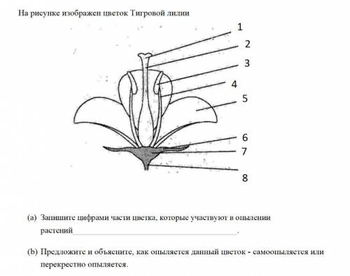 На рисунке изображен цветок Тигровой лилии а) и б)