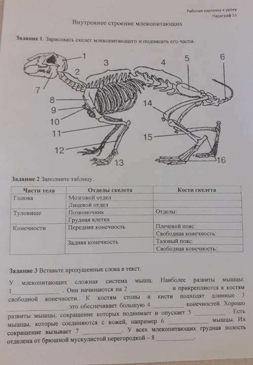 , биология, млекопитающие
