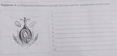 Подпишите названия частей пестика цветка, указанные на рисунке. 