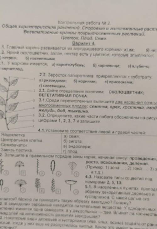 Определите какие части побега обозначены на рисунке цифрами 1,2,3,7