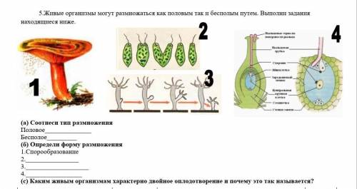 Определи форму размножения и под буквой с ​
