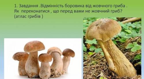 Відмінність боровика від жовчного гриба нужно очень очень 