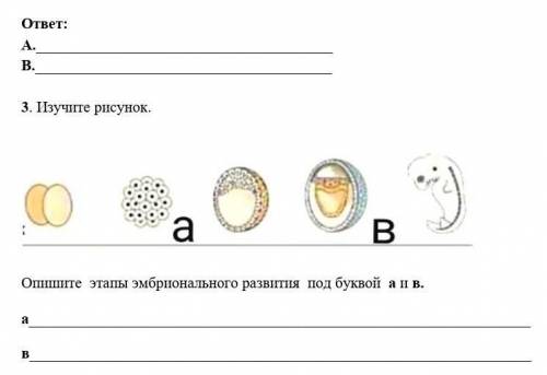3. Изучите рисунок. Опишите этапы эмбрионального развития под буквой а и в.ав