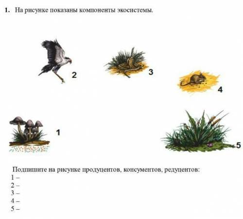 На рисунке показаны компоненты подпишите на рисунке продуценты, консуметы, редуценты