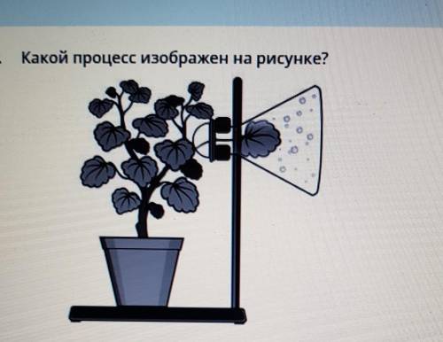 Какой процесс изображён на рисунке​