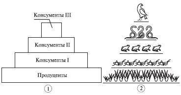 Перед вами таблица. Дополните ее представителей (по 3) № Царство Представители 1 Растения 2 Животны