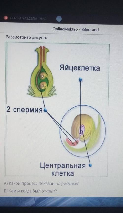 Рассмотрите рисунок. Яйцеклетка2 спермияЦентральнаяКлеткаА) Қакой процесс показан на рисунке?Б) Кем