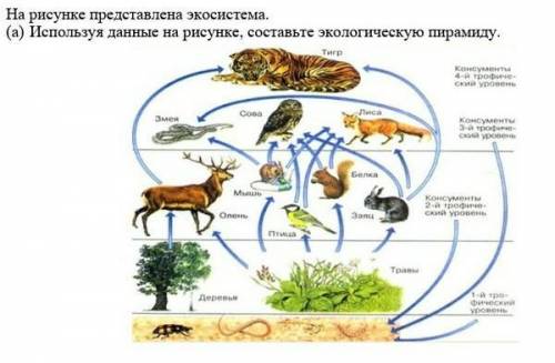 1. На рисунке представлена экосистема. (a) Используя данные на рисунке, составьте экологическу