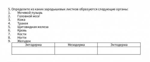 Определите из каких зародышев листков образуется следуйщие органы 