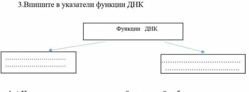 Впишите в указатели функции ДНК 