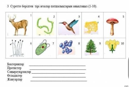 3. Суретте берілген тірі ағзалар патшалықтарын анықтаңыз (1-10)