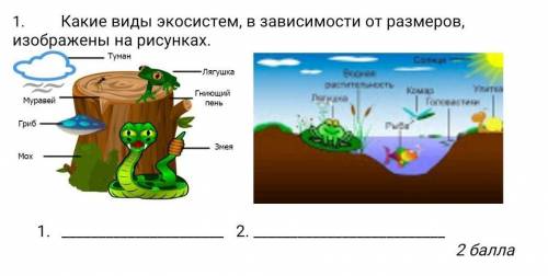Какие виды экосистем, в зависимости от размеров, изображены на рисунках ЭТО СОЧ