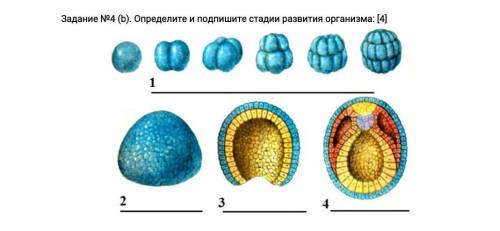 Задание №4 (b). Определите и подпишите стадии развития организма 