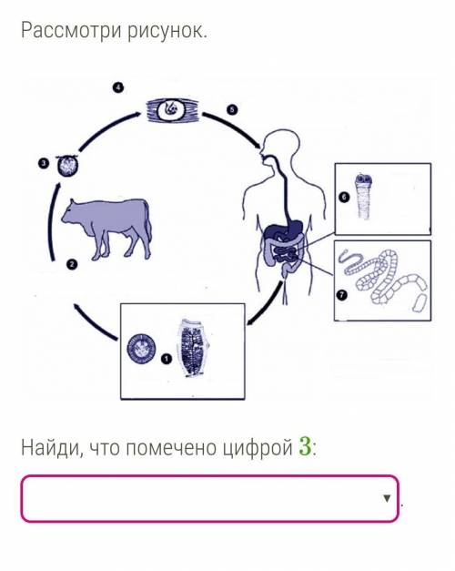 Вставь цифру, которой обозначен основной хозяин: