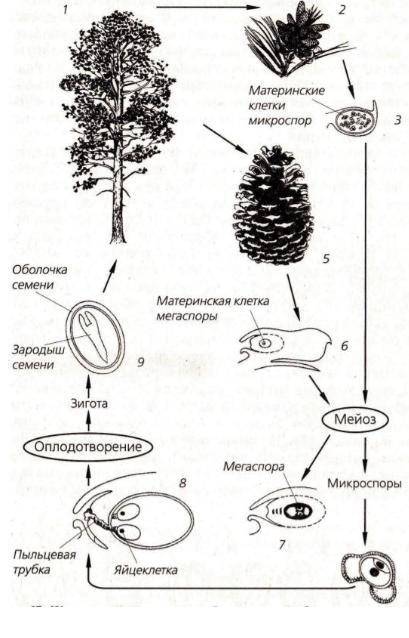 Что под цифрами, сосна обыкновенная