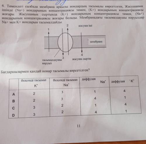 6. Төмендегі сызбада мембрана арқылы иондардың тасымалы көрсетілген, Жасушаның ішінде (Na+) иондарын