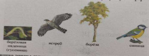 2. Рассмотрите рисунки. Составьте пищевую цепь, используя рисунки