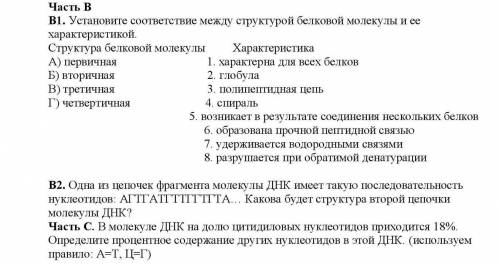 Установите соответствие между структурой белков