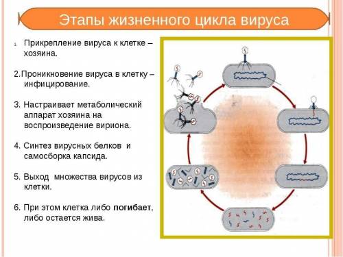 Вопрос по размножению вирусов. Вирусы подразделяются на две категории: РНК- и ДНК-содержащие. Если р