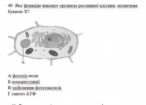 Яку функцію виконує органела рослиної клітини