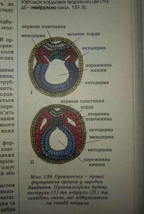 Проаналізуйте будову гаструли(1) та нейтрули(2) та знайдіть зміни, які відбуваються на стадії нейрул