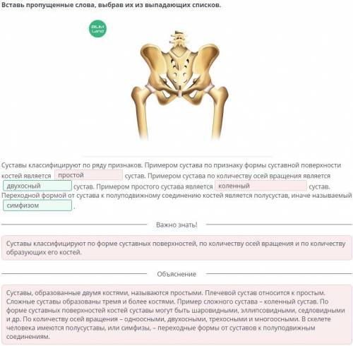 Суставы классифицируют по ряду признаков. Примером сустава по признаку формы суставной поверхности к