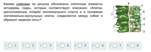 Какими цифрами на рисунке обозначены клеточные элементы эктодермы гидры, которые соответствуют описа