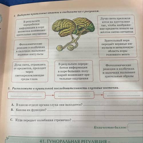 4. Выберите правильные ответы и соедините их с рисунком. В результате переработки информации в коре