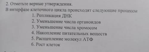 В интерфазе клеточного цикла происходят следующие процессы