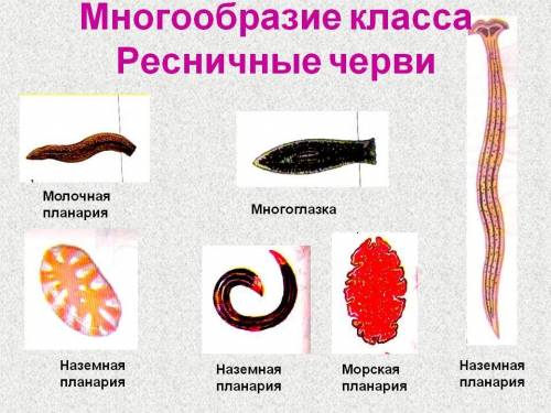 К типу Простейшие классу Ресничные относится