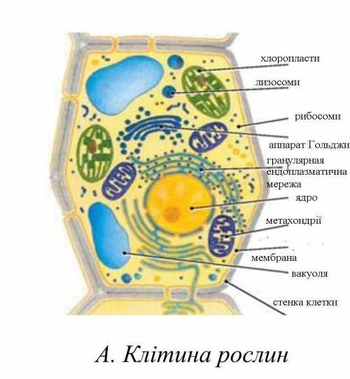 2. Замалюйте будову рослинної клітини. Та позначте її органели . 3. Укажіть частину квітки, у якій м